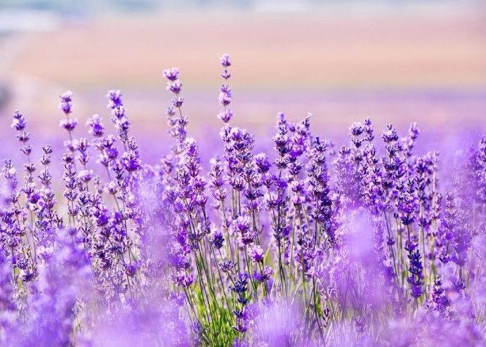 Inilah 5 Bunga Cantik yang Bisa Menjaga Kebunmu dari Serangan Hama
