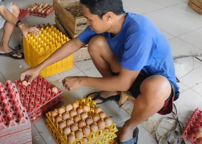 Harga Telur Ayam Naik di Banyumas Meski Masih 1 Bulan Libur Akhir Tahun 2022, Pedagang Pesimis Harga Turun