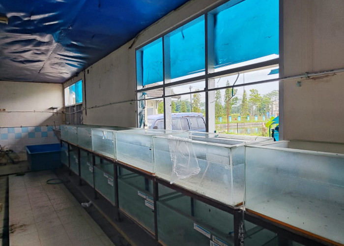 Krisis SDM dan 75 Persen Kolam Bermasalah Jadi Kendala Kinerja UPTD Perikanan Purbalingga