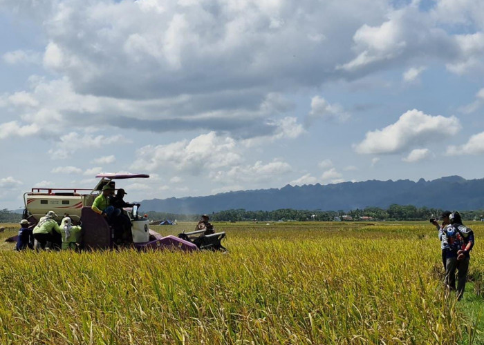 2.100 Hektare Sawah di Cilacap Terdampak Kekeringan, Sebagian Lahan Alami Puso