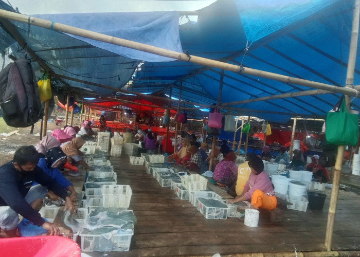 Warga Selanegara Banyumas Panen Rezeki Ubur-Ubur, Bekerja Musiman Di Pulau Momongan Cilacap