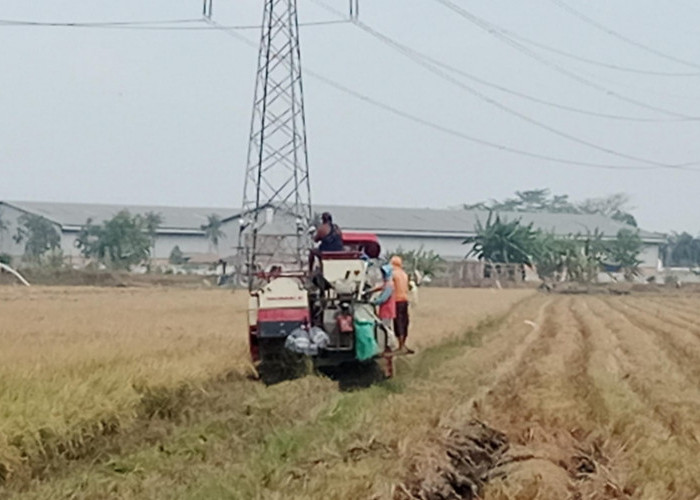 Panen Padi Mulai Berlangsung, Cilacap Diprediksi Panen Raya September