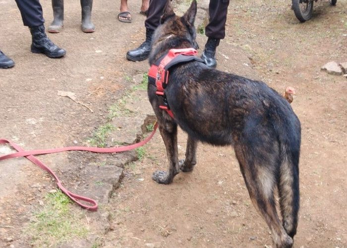 Pengerahan Anjing Pelacak Untuk Mencari Wasroh yang Disebut Warga Dikaitkan Gerbang Mistis Dilakukan Tiga Hari
