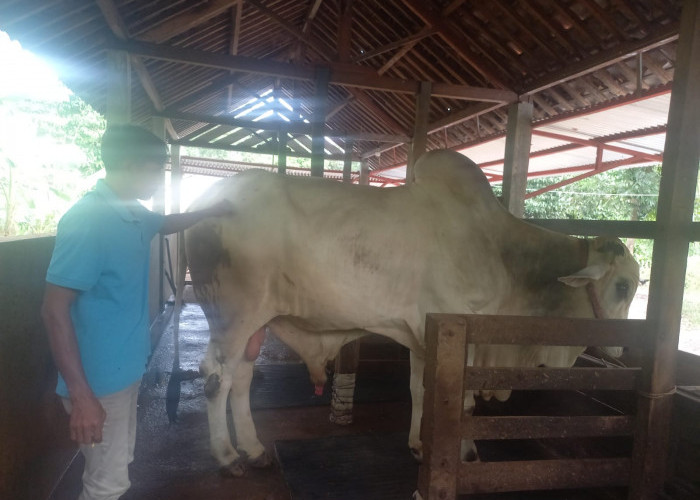 Sapi PO Kebumen Jadi Incaran Hingga Luar Daerah, Miliki Daging Lebih Banyak