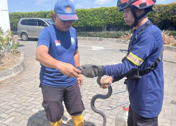 King Cobra Terjebak di Perangkap Tikus di Area RSU Priscilla Cilacap