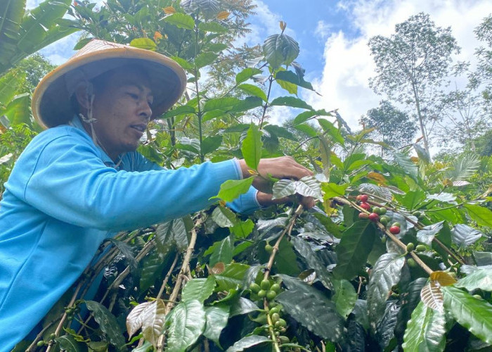 Warga Dawuhan Ubah Lereng Longsor Jadi Lahan Kopi Produktif