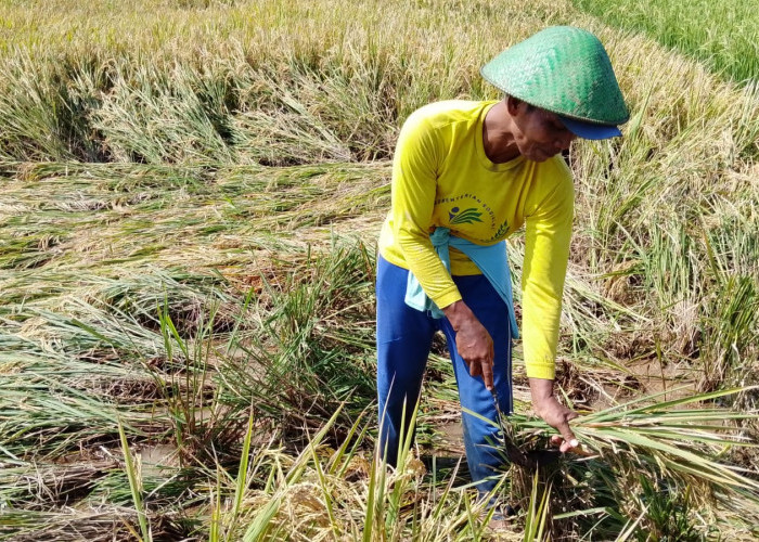 Petani Banyumas Didorong Percepat Tanam, Antisipasi Kemarau Datang Lebih Awal