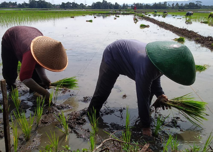 Januari, 203 Hektare Sawah di Banyumas Ditarget Tutup Tanam