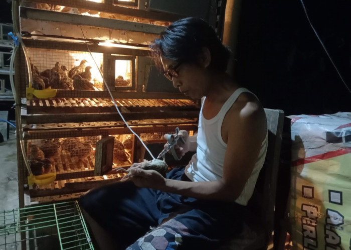 Cuaca Ekstrem, Momok Bagi Peternak Puyuh