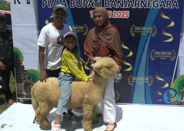 Domba Batur Jadi Primadona Wisatawan di Dieng Culture Festival