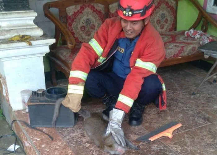 Monyet Lepas Resahkan Warga Desa Prigi, Damkar Turun Tangan