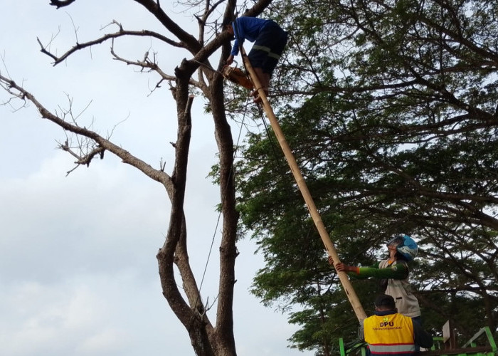 Penebangan Pohon Lapuk Berlangsung Menegangkan, Dahan di Atas Kabel Hambat Evakuasi di Jalur Buntu-Sirau 