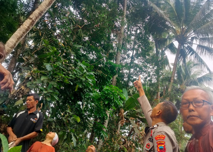 Penderes Nira di Bobotsari Purbalingga Ditemukan Meninggal di Bawah Pohon Kelapa