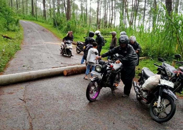 Angin Kencang di Banjarnegara Tumbangkan Pohon, Jalur Kalibombong-Kalibening Sempat Ditutup