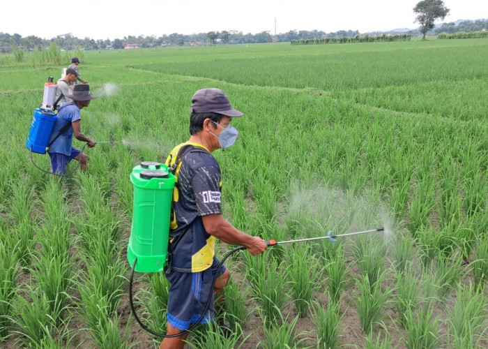 Distapang Kebumen Minta Petani Tanam Padi Serentak