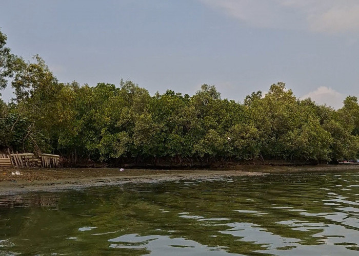 Konservasi Mangrove Sida Asih Dongkrak Ekonomi Warga Kutawaru