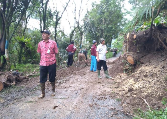 Pohon Tumbang Tutup Jalan Kramat- Sirau, Begini Kondisinya