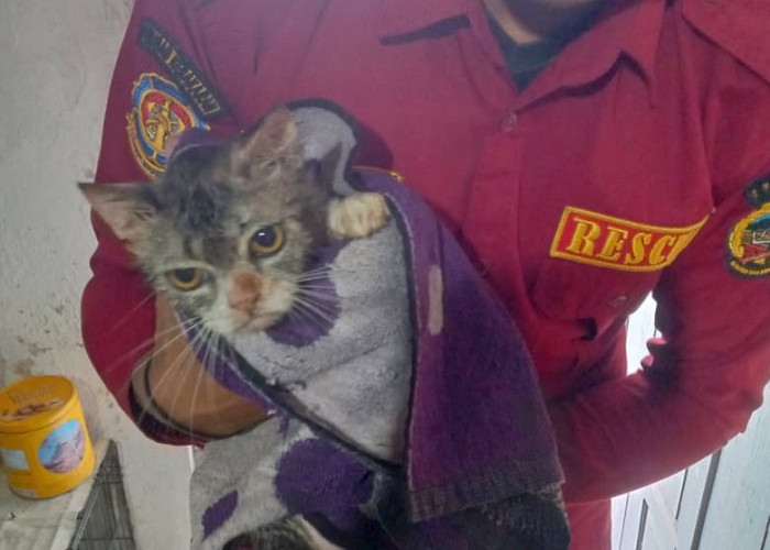 Terjebak di Sumur Dalam dan Licin, Seekor Kucing di Kober Diselamatkan Tim Damkar