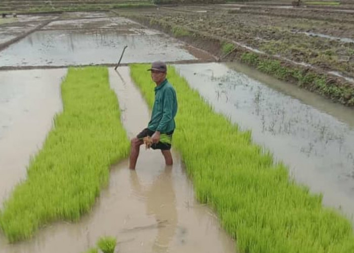 Petani di Dawuhan Kantongi Sertifikat Organik