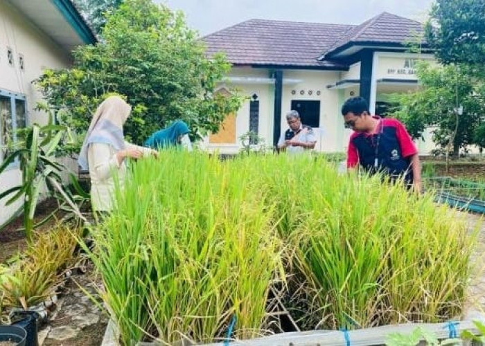 Inovasi Pertanian Urban Berupa Sawah Mini Teknologi Tepat Guna di Banjarnegara