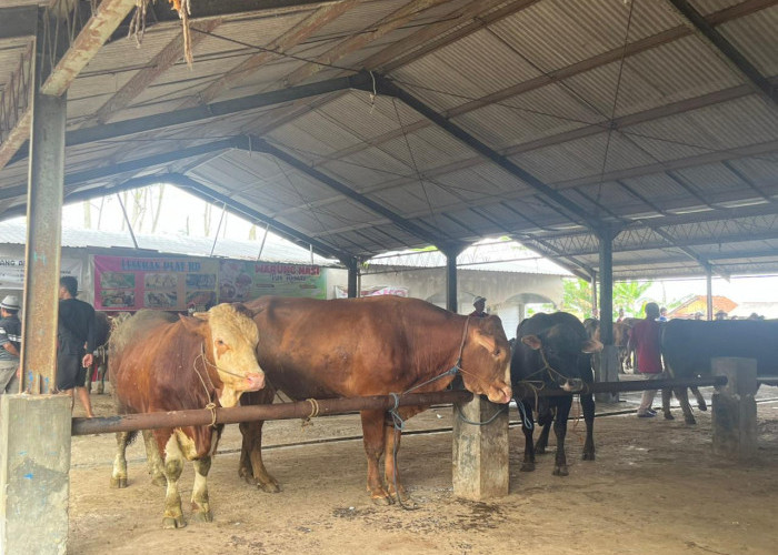 Permintaan Naik, Harga Sapi Kurban di Banjarnegara Tembus Rp60 Juta, Sapi Simental Paling Diburu