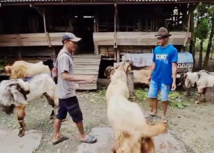 Jelang Idul Adha, Ketersediaan Kambing Kurban di Cilacap Aman