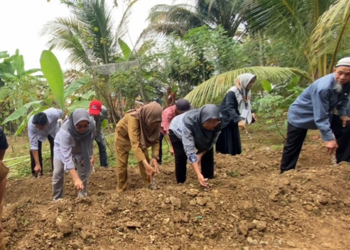 Warga Kalijering Hidupkan Lahan Tidur dengan Singkong Manggu