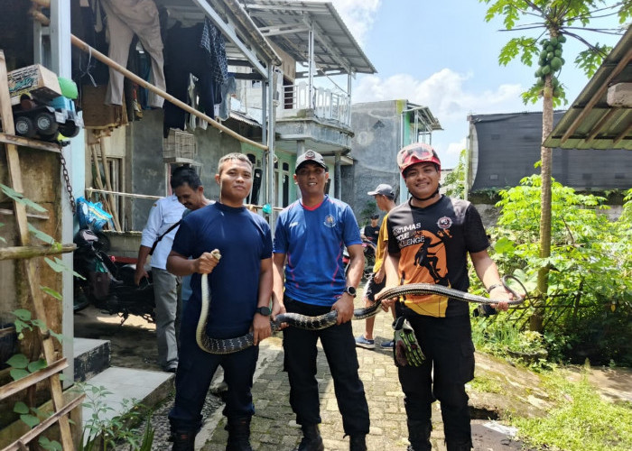 Ular Sepanjang 3 Meter Masuk Rumah di Baturraden Banyumas, Warga Sempat Panik