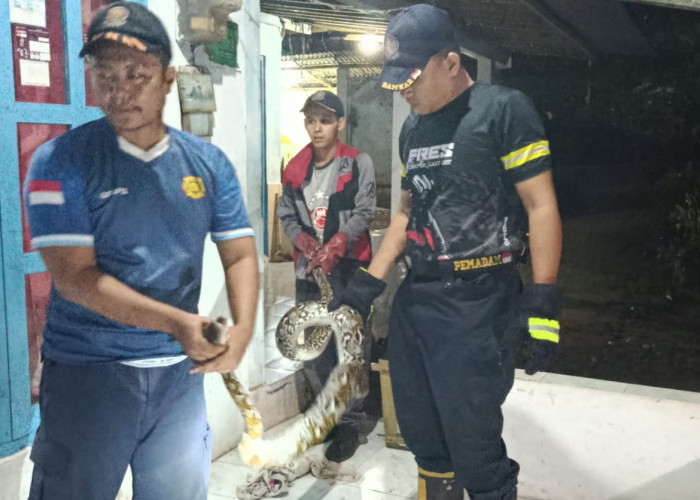 Sanca 3,5 Meter Masuk Kandang Ayam Warga, Damkar Kemranjen  Banyumas Evakuasi Ular Dini Hari