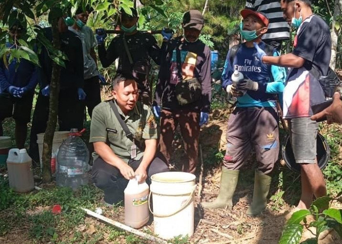 Serangan Hama Rusak 30 Persen Tanaman Cengkeh di Banjarnegara, Gerdal OTP Digencarkan