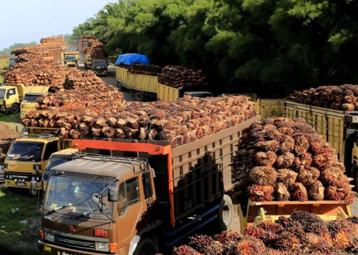 Ekspor Sawit Indonesia Melonjak Usai Kesepakatan IEU-CEPA Disahkan