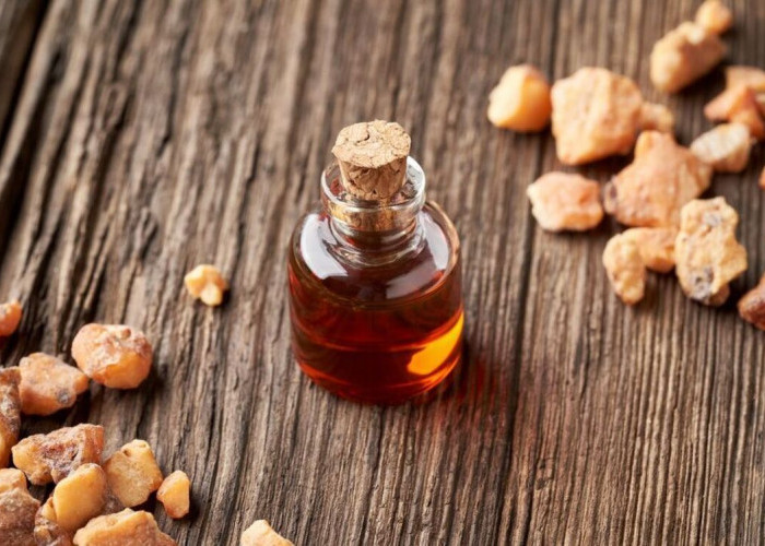 Gibran Rakabuming Ungkap Kemenyan Kini Bisa Dijadikan Parfum, Ternyata Begini Cara Pengolahannya