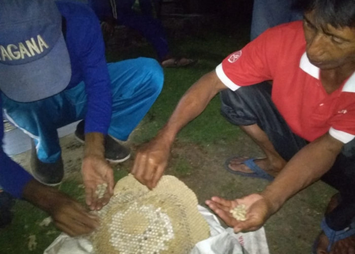 Sengat Warga Hingga Dirawat di RS, TAGANA Eksekusi  Sekaligus Edukasi Tawon Vespa