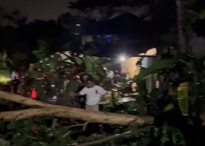 Pohon Tumbang Tutup Jalan Kabupaten Kenai Atap Rumah Warga