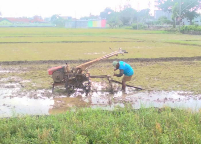 Pupuk Bersubsidi Masih Menjadi Kendala Petani Cilacap