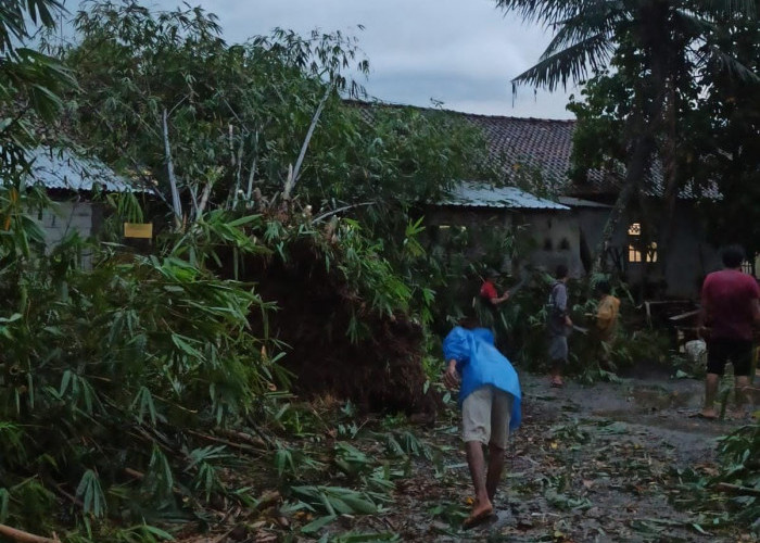 Hujan Deras dan Angin Kencang di Purbalingga Akibatkan Rumah Rusak dan Pohon Tumbang