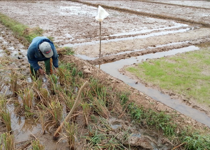 Petani Sibalung Kejar Tiga Kali Panen Padi, Sistem Pethuk Diterapkan Saat Kemarau di Kemranjen Banyumas
