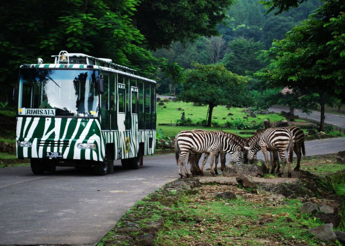 The Grand Taman Safari Prigen, Jawa Timur Tempat Bertemu Satwa Liar dengan Petualangan