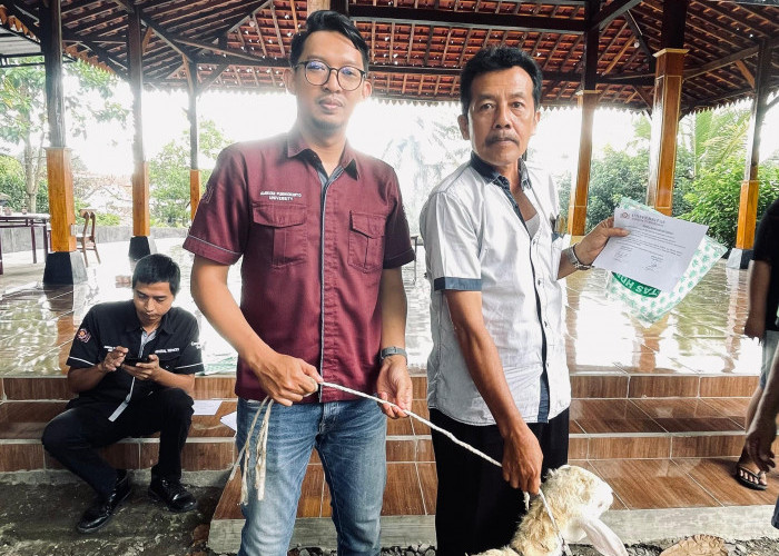 Universitas Amikom Kurban Dua Sapi dan Sepuluh Domba