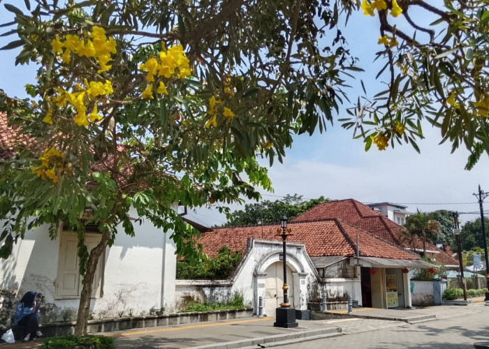 Tabebuya Mekar Percantik Kota Lama Banyumas, Jadi Daya Tarik Wisata
