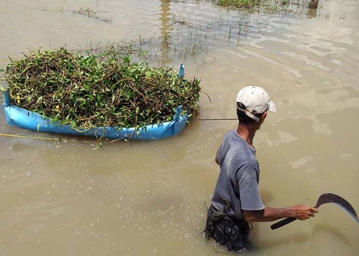 Penghujan, Peternak Kesulitan Merumput