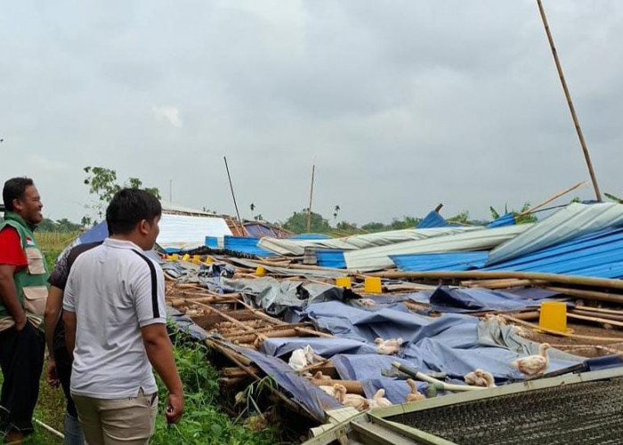 Kerugian Bencana Angin Kencang di Padamara Capai Rp 2,96 Miliar, 30.900 Ayam Mati dan 48,8 Ton Telur Pecah