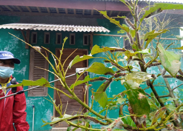 Serangan Ulat Bulu Pohon Alpukat, Ini Kata Penyuluh Pertanian