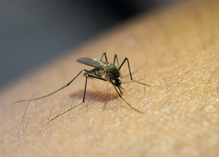 Memahami Gejala Malaria, Begini Agar Tidak Terlambat!