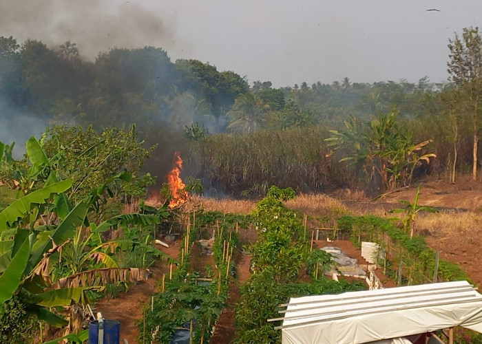 Kebakaran Lahan di Teluk Purwokerto Nyaris Merembet Pemukiman, Damkar Gerak Cepat Padamkam Api