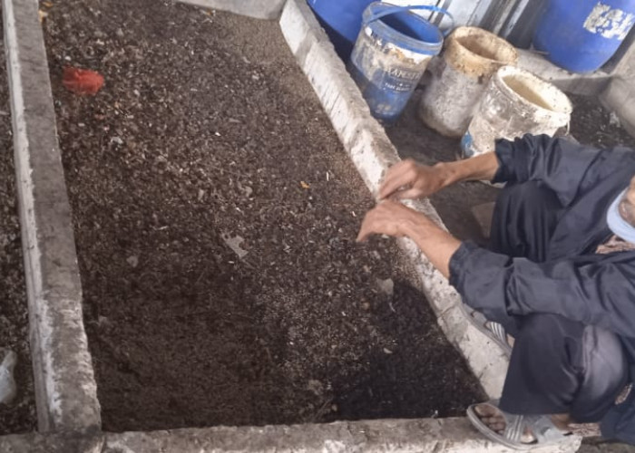 Suradi, Warga Kebumen Baru Tau di TPST Sumpiuh Ada Budidaya Magot