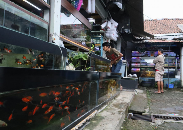 Pedagang Pasar Ikan Hias Mina Restu Purwokerto Minta Perbaikan Fasilitas, Dan Pemda Bisa Ramaikan Pasar Ikan