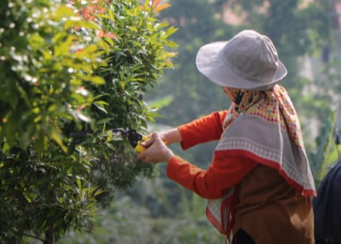 Kebun Buah Jambusari Jadi Alternatif Wisata Edukasi di Cilacap