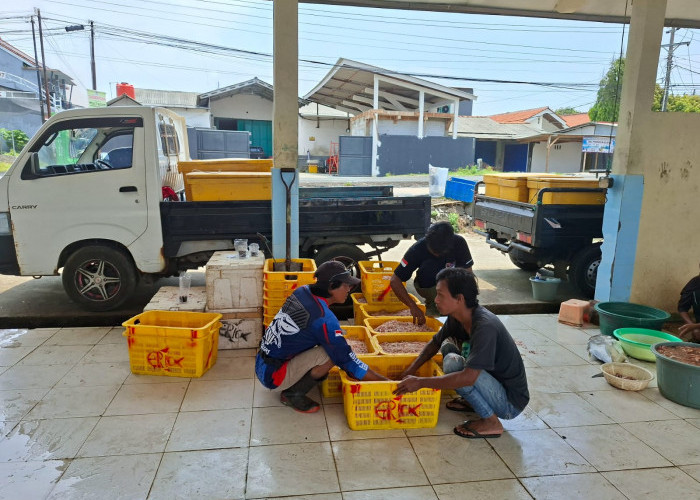 Imbas Cuaca Ekstrem, Tangkapan Ikan TPI Tegalkatilayu Anjlok 57 Persen, Nelayan Tetap Nekat Melaut