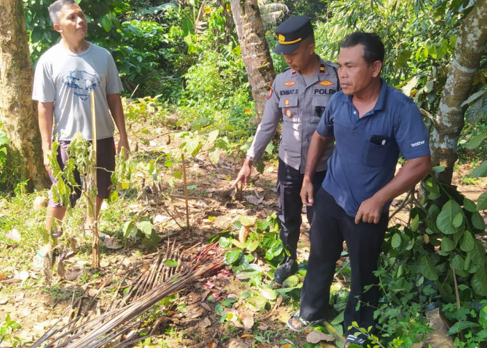 Sempat Lima Kali Terjatuh, Penderes Nira Meninggal Jatuh Setelah dari Pohon Kelapa di Bukateja